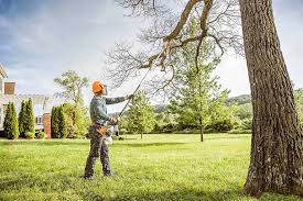 Professional Tree Removal Services in Warr Acres, OK